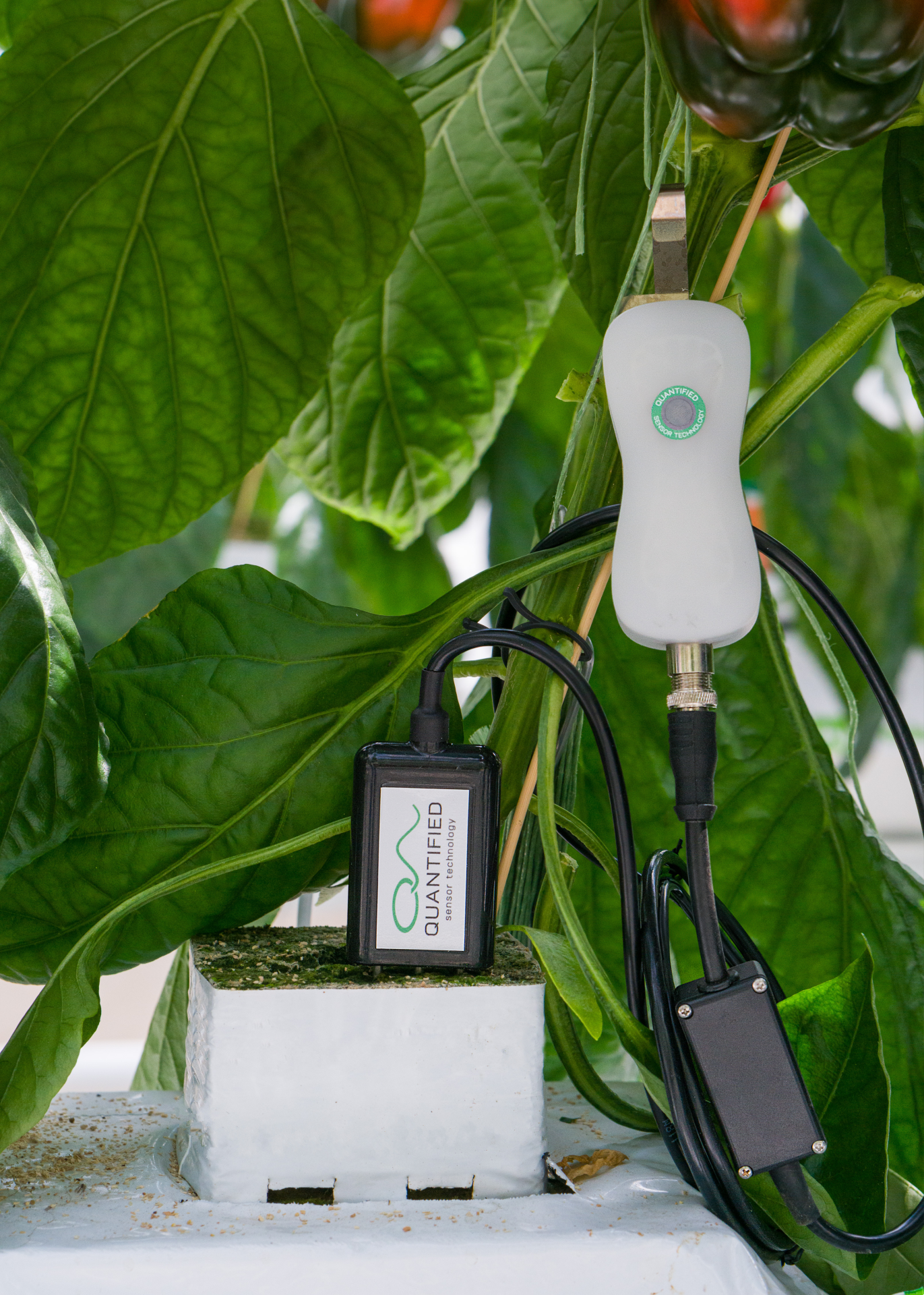 [NO LOGO] FF + Pos pepper close up