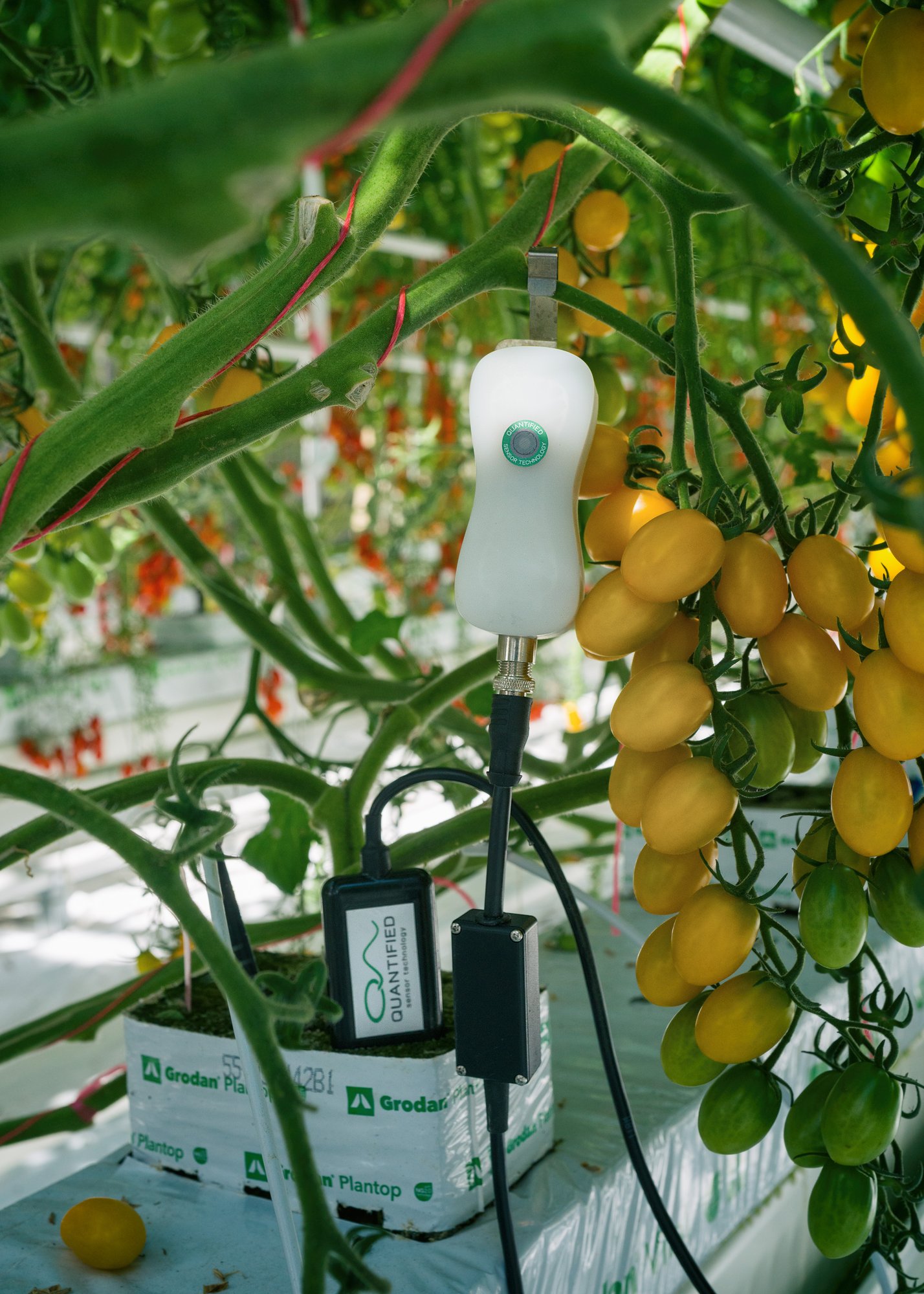 FF+Pos tomato close up