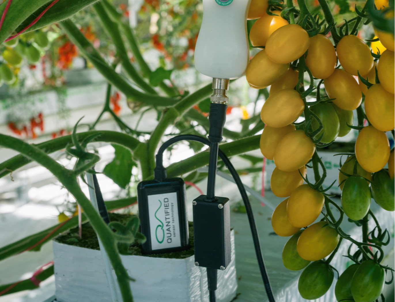 FF+Pos tomato close up-1-1