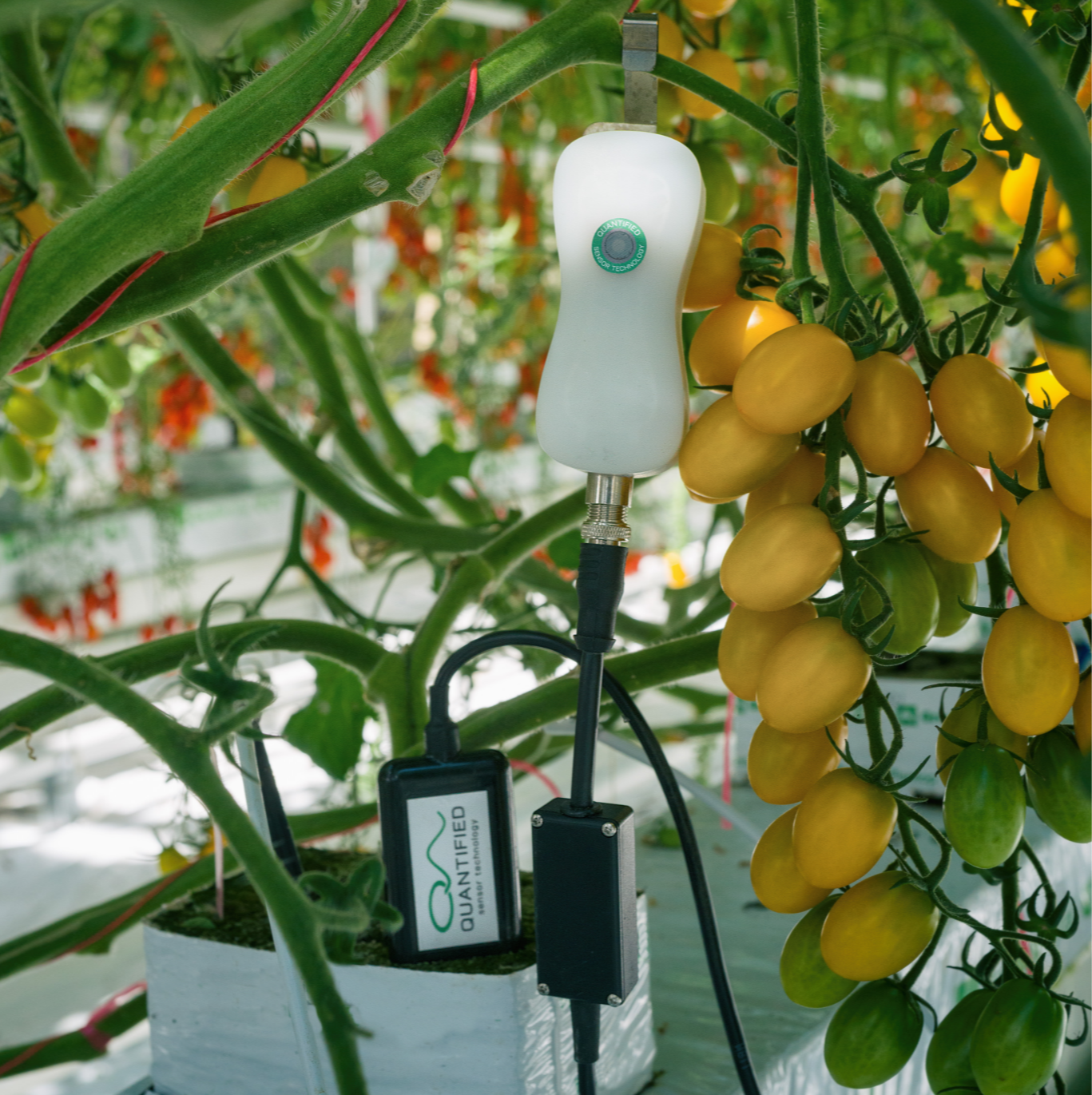 FF+Pos tomato close up-1-2