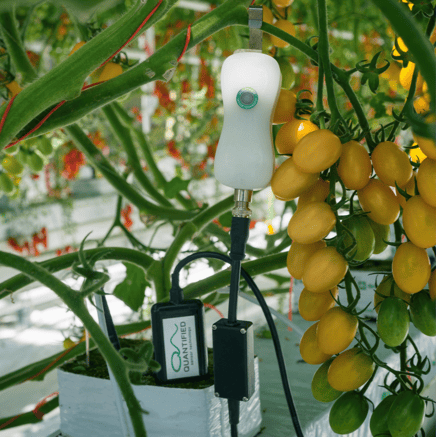 FF+Pos tomato close up-1-2