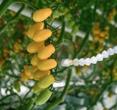 Infrared Thermometer