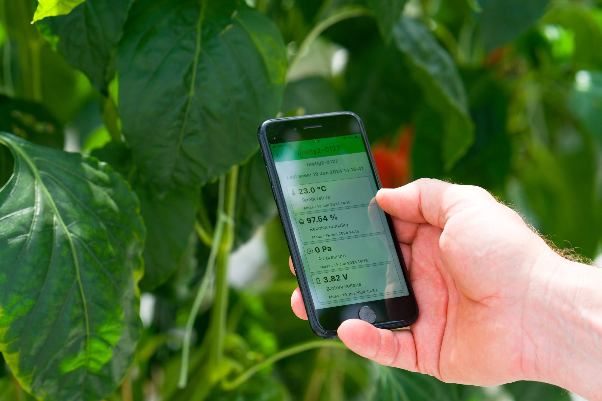 app close up in paprika