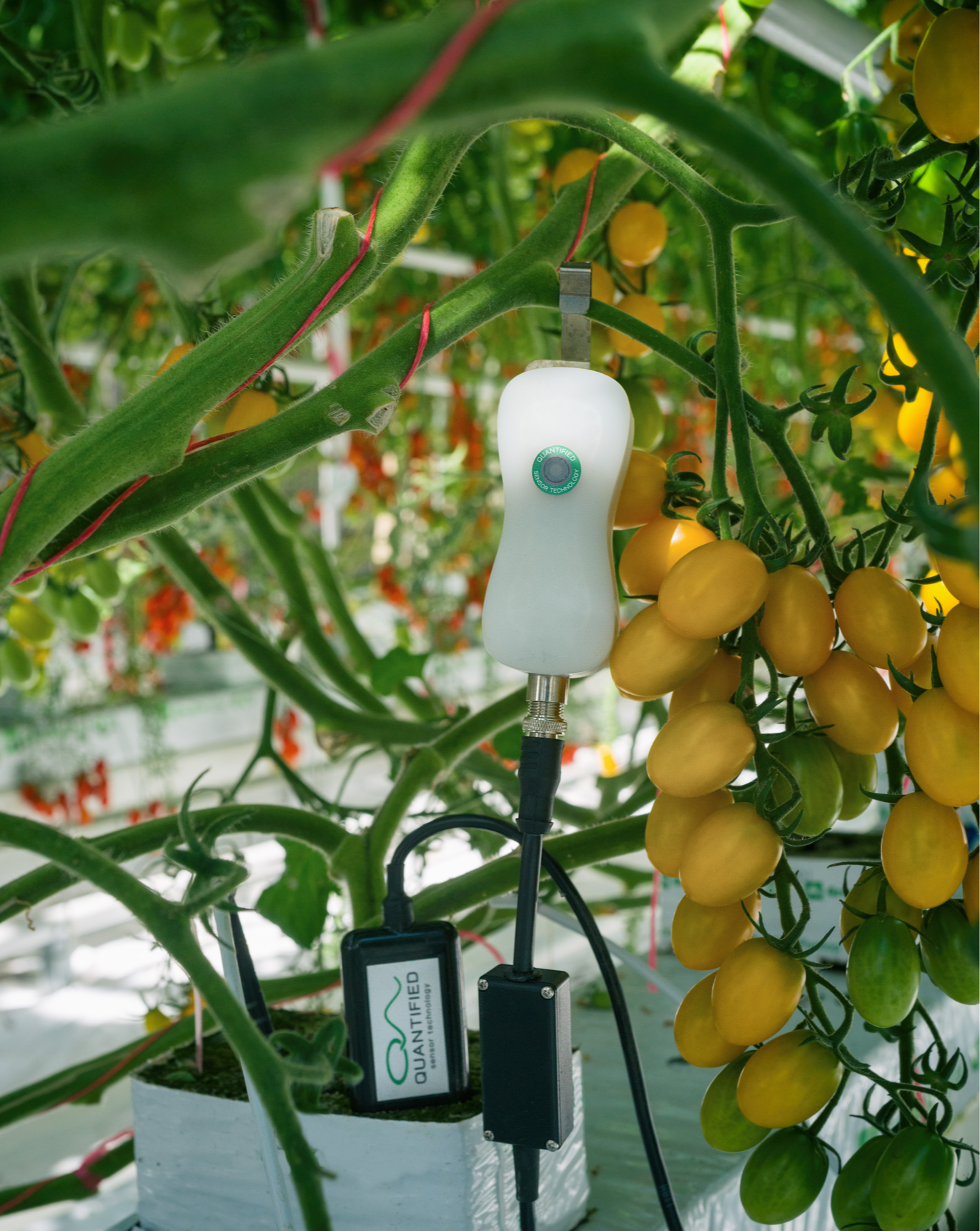 FF+Pos tomato close up-1