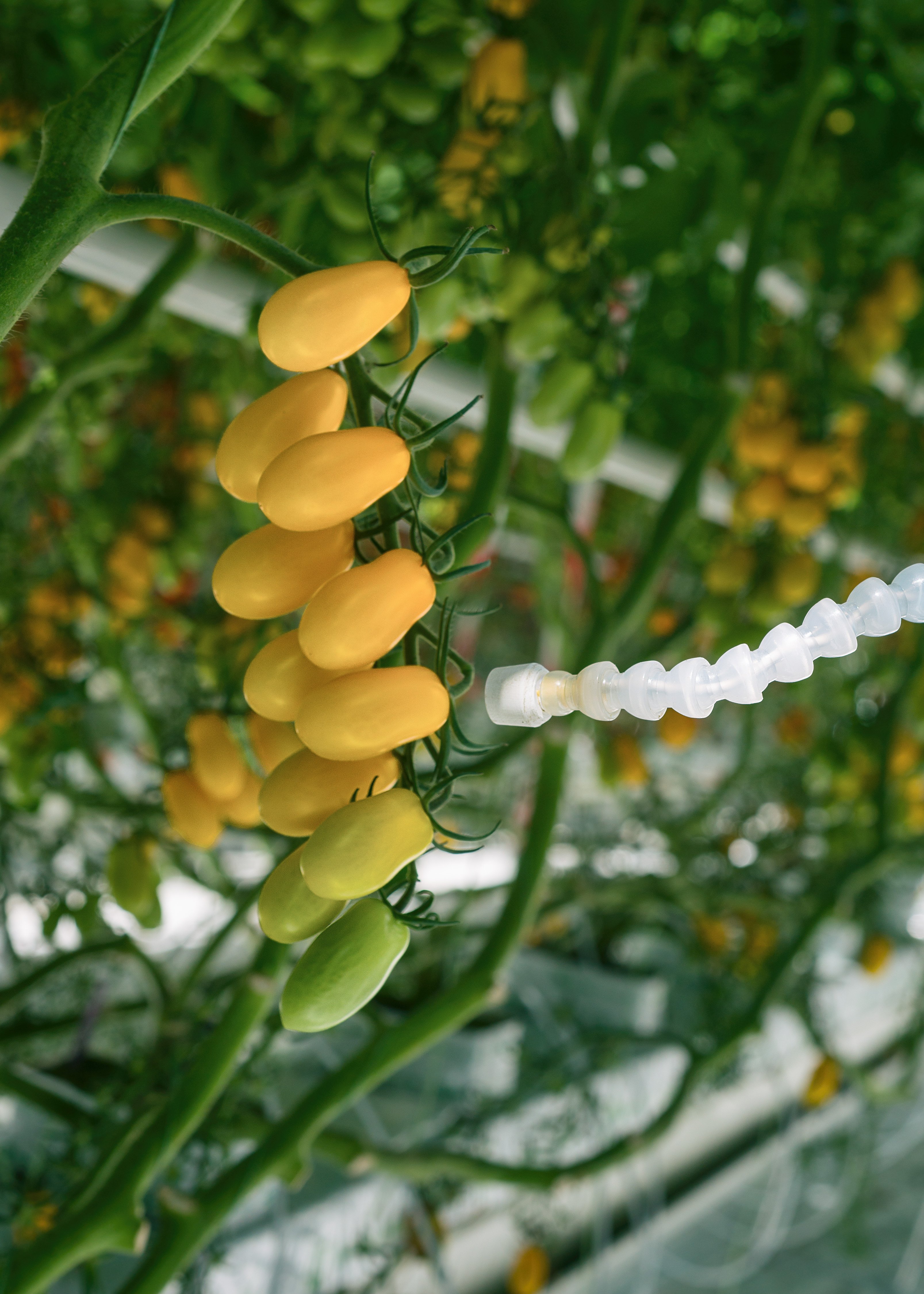 Infrared Thermometer