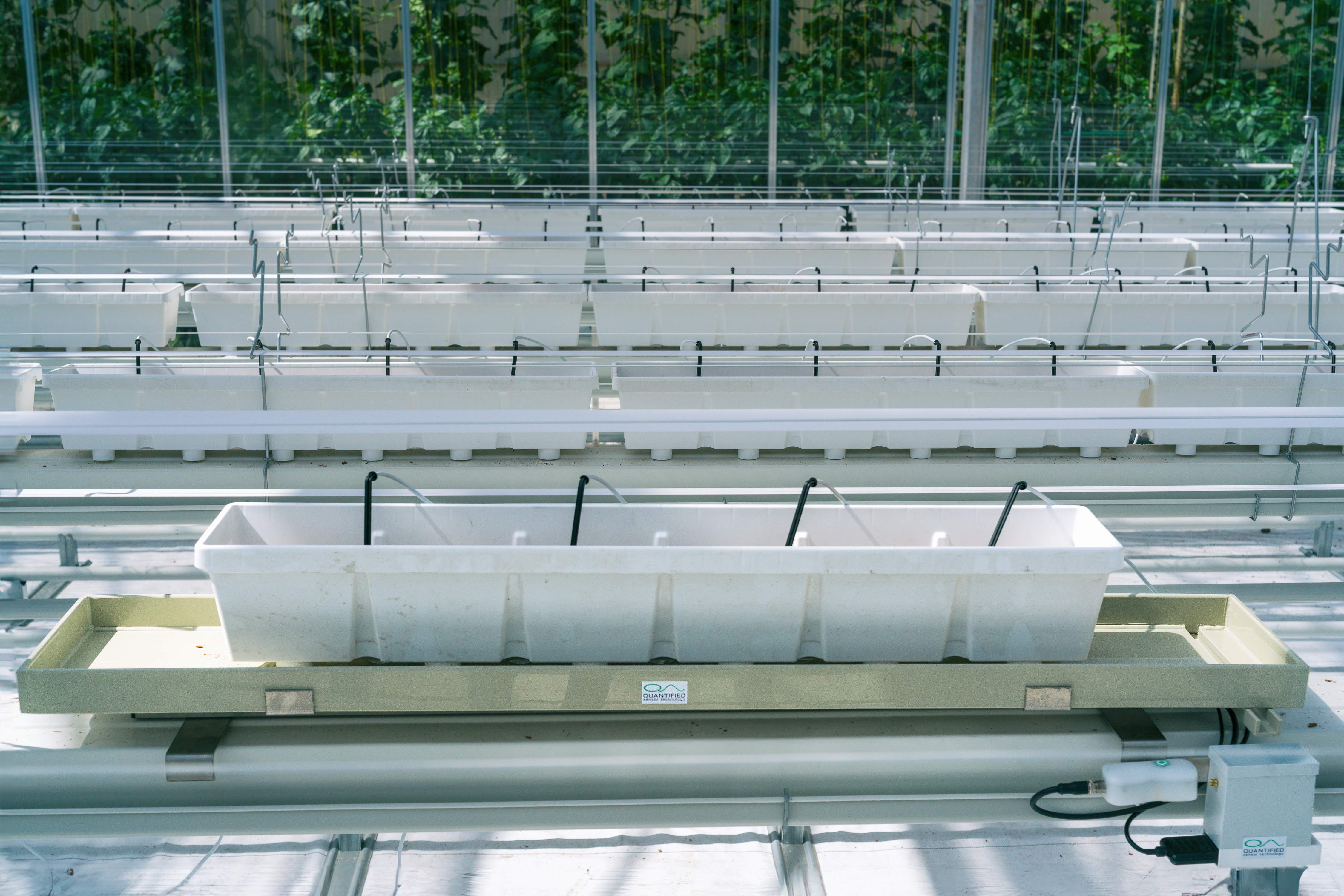 SG White containers full front