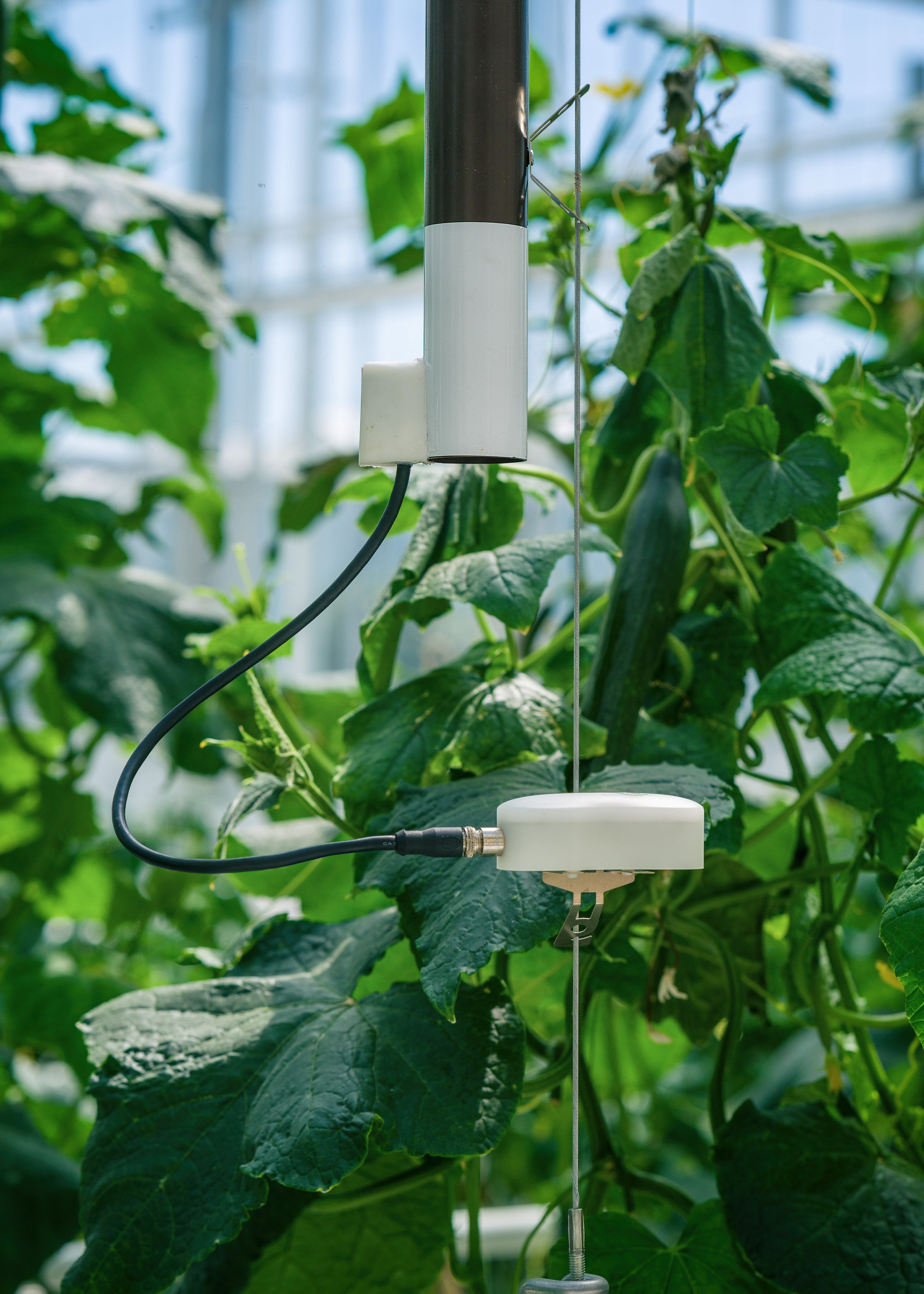 detail solar chimney cucumber