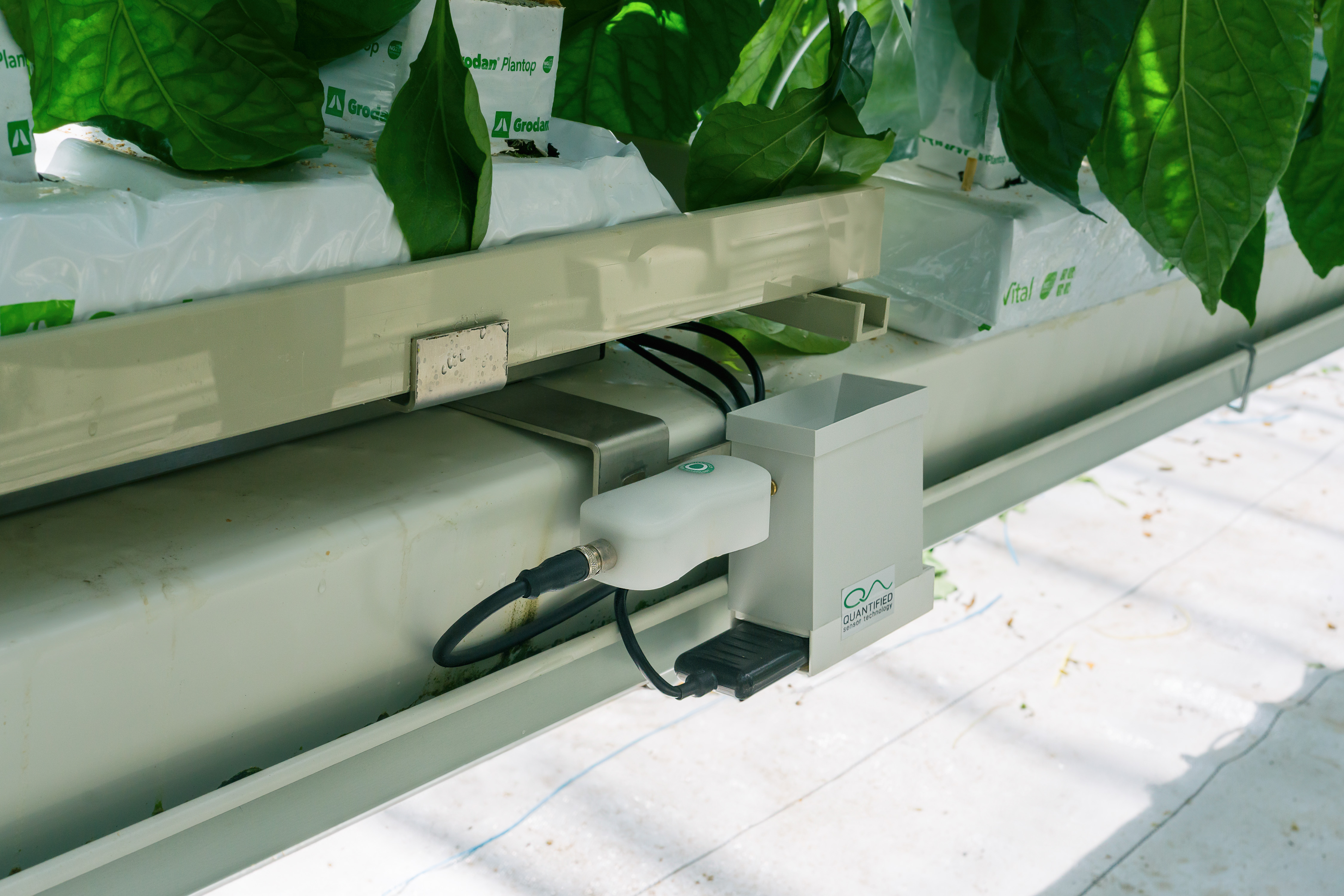 side view drain SG Peppers